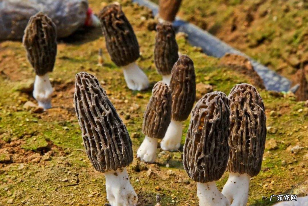 羊肚菌哪些人不宜吃
