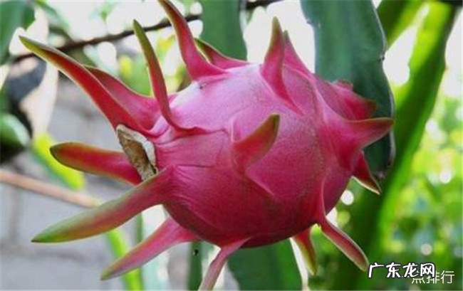 女人吃什么对皮肤好 十大美容养颜抗衰食物