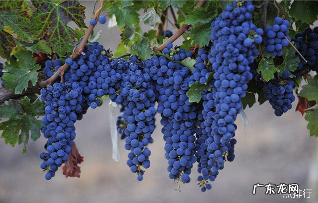 女人吃什么对皮肤好 十大美容养颜抗衰食物