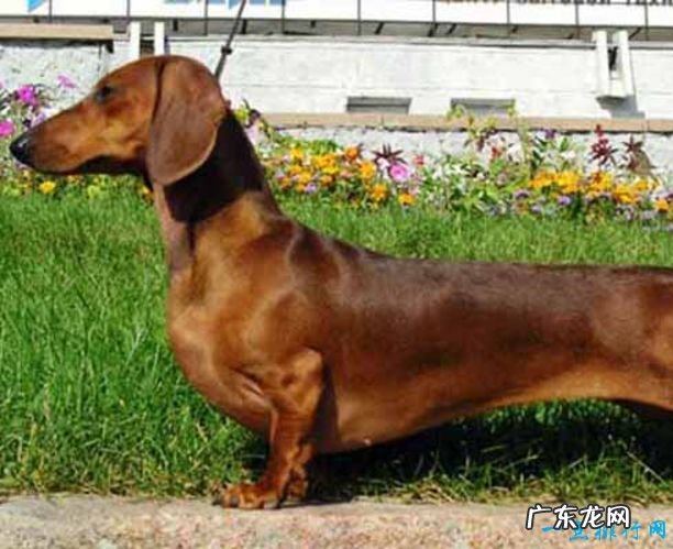 世界十大名犬排名 金毛排第七