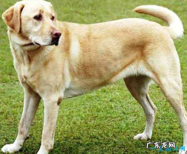 世界十大名犬排名 金毛排第七