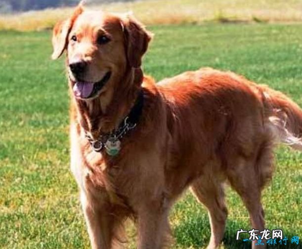 世界十大名犬排名 金毛排第七