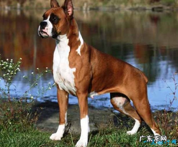 世界十大名犬排名 金毛排第七