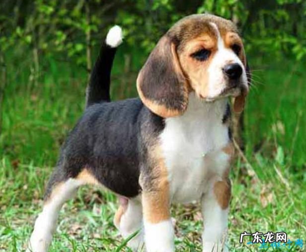 世界十大名犬排名 金毛排第七