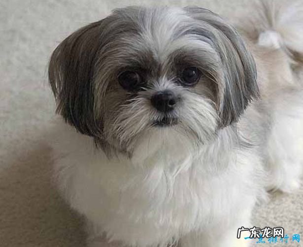 世界十大名犬排名 金毛排第七