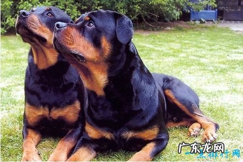 世界十大最贵名犬排行榜 普通人完全买不起的狗！