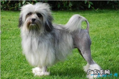 世界十大最贵名犬排行榜 普通人完全买不起的狗！