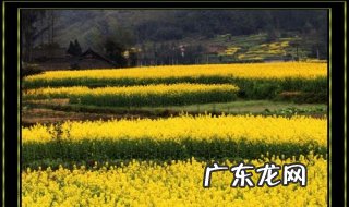 油菜花是什么意思