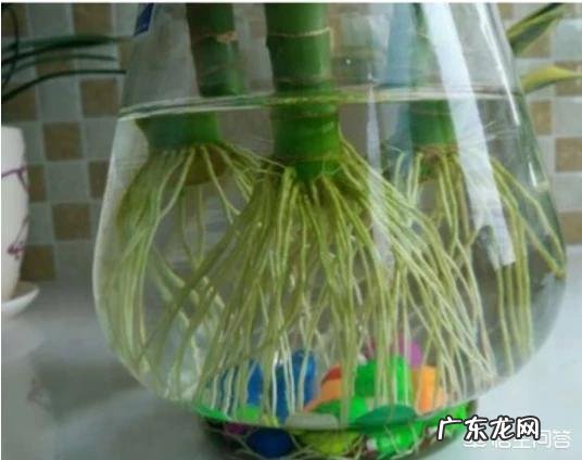 水培观音竹黄叶正常吗，为什么？