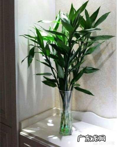 水培观音竹黄叶正常吗，为什么？