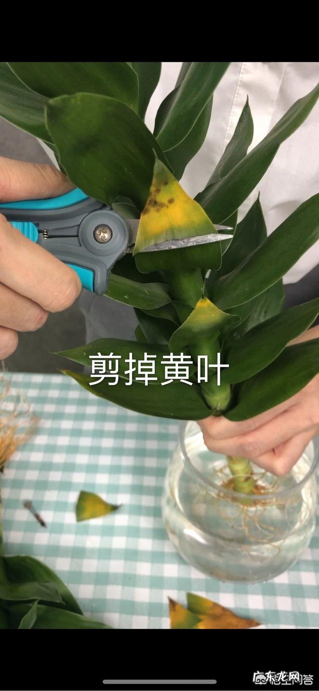 水培观音竹黄叶正常吗，为什么？