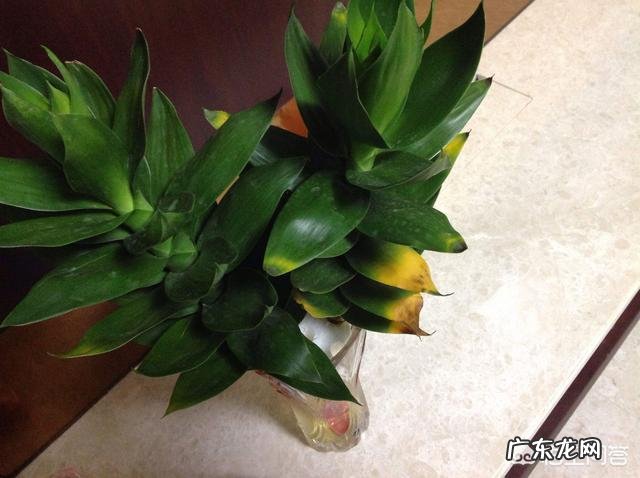 水培观音竹黄叶正常吗，为什么？