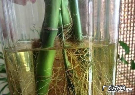 水培观音竹黄叶正常吗，为什么？