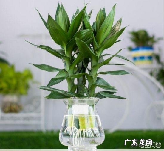 水培观音竹黄叶正常吗，为什么？