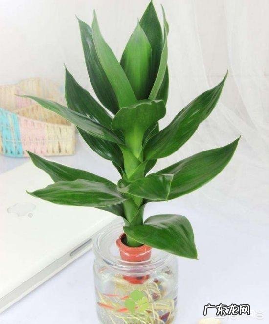 水培观音竹黄叶正常吗,为什么?