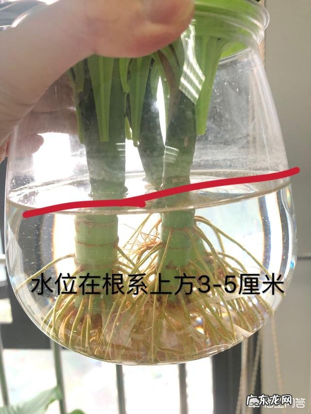 水培观音竹黄叶正常吗，为什么？