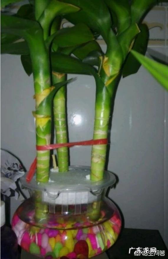 水培观音竹黄叶正常吗，为什么？