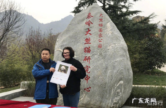 全球唯一棕色大熊猫被认养 大熊猫“七仔”终于有家了