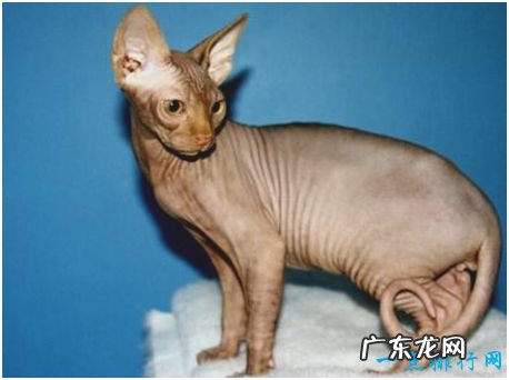 世界上最丑的猫,斯芬克斯猫全身几乎没有毛,皮肤布满皱褶