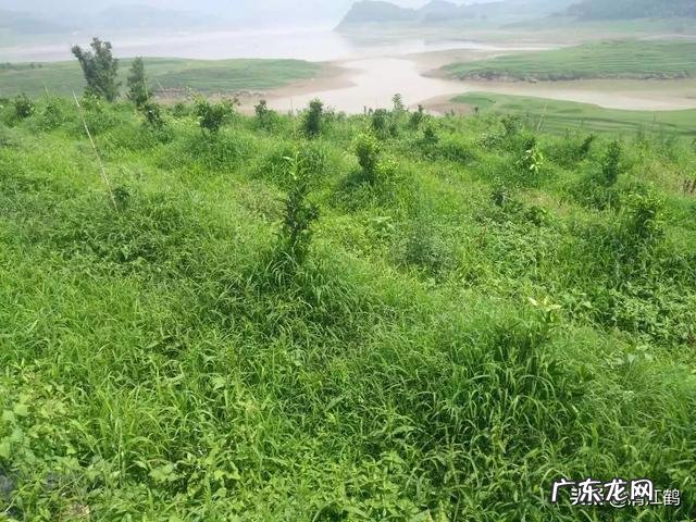 什么牌子的甲壳素比较好啊