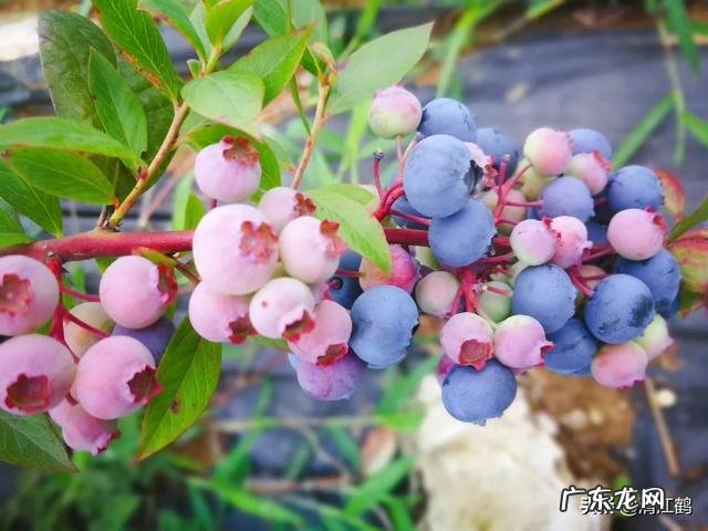 什么牌子的甲壳素比较好啊