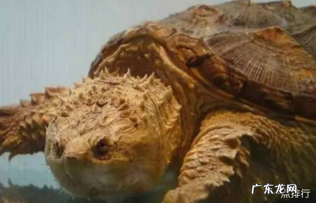 十大最有灵性的龟排名 哪种龟最有灵性互动性最好