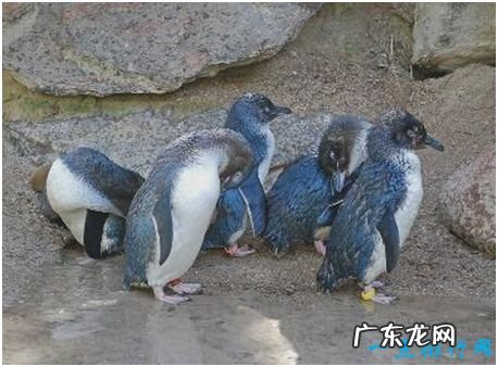 世界上最小的企鹅,小蓝企鹅身高不足半米,生有漂亮的蓝色羽毛