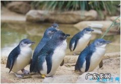 世界上最小的企鹅，小蓝企鹅身高不足半米，生有漂亮的蓝色羽毛