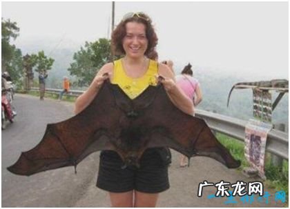 世界上最大的蝙蝠，马来大狐蝠翼展达1.8米，喜欢吃水果