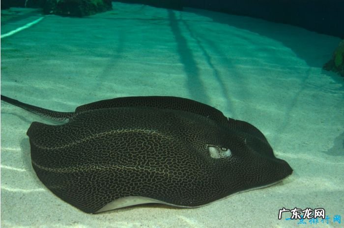 世界十大最凶猛淡水鱼 食人鱼仅排第二