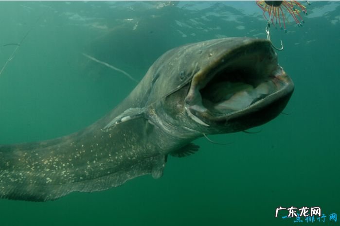 世界十大最凶猛淡水鱼 食人鱼仅排第二