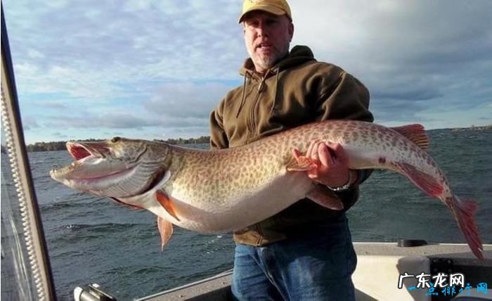 世界十大最凶猛淡水鱼 食人鱼仅排第二