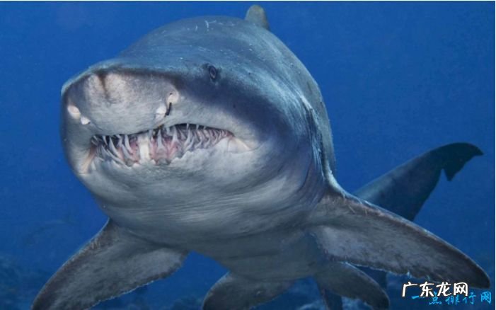 世界十大最凶猛淡水鱼 食人鱼仅排第二