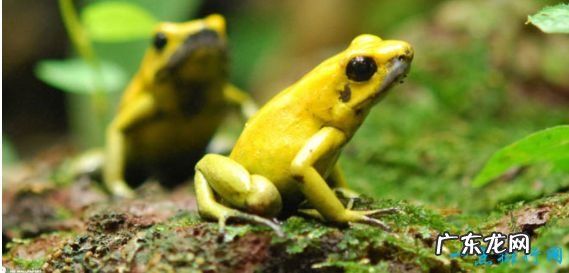 世界十大最毒青蛙第一位一克毒素可以杀死1.5万人!