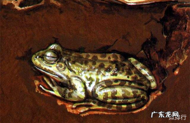 动物的冬眠方式有哪些 十种动物过冬的绝招