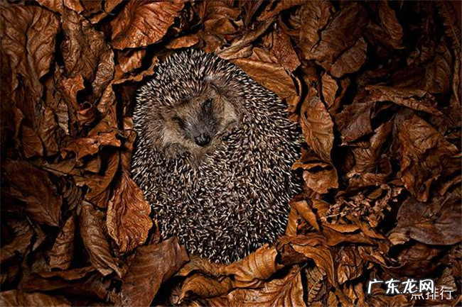 动物的冬眠方式有哪些 十种动物过冬的绝招