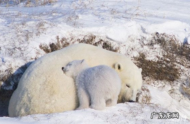 动物的冬眠方式有哪些 十种动物过冬的绝招