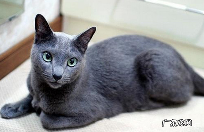 世界最温顺的猫排名榜 加菲猫排名第一