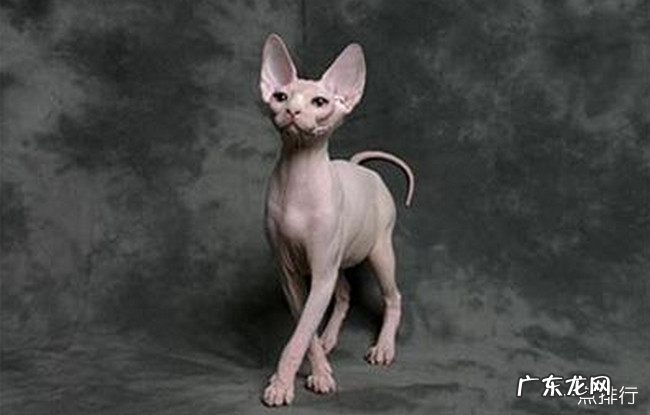 世界最温顺的猫排名榜 加菲猫排名第一