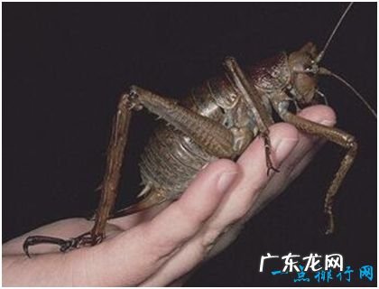 世界上最大的昆虫 巨沙螽有50只蝗虫大