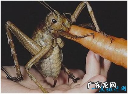 世界上最大的昆虫 巨沙螽有50只蝗虫大