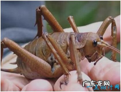 世界上最大的昆虫 巨沙螽有50只蝗虫大