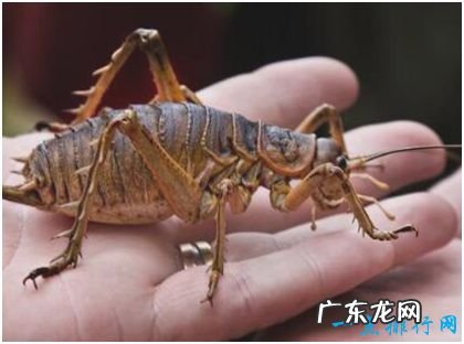 世界上最大的昆虫 巨沙螽有50只蝗虫大