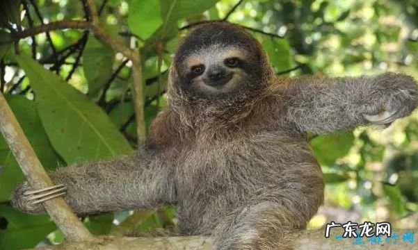 世界上十大最慢的动物 树獭经不是最慢的