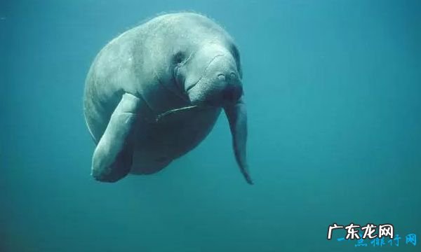 世界上十大最慢的动物 树獭经不是最慢的