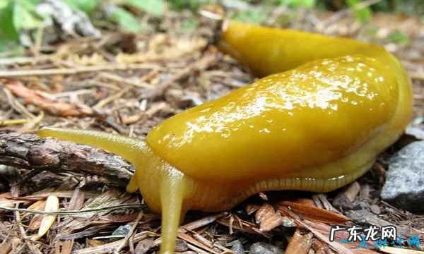 世界上十大最慢的动物 树獭经不是最慢的