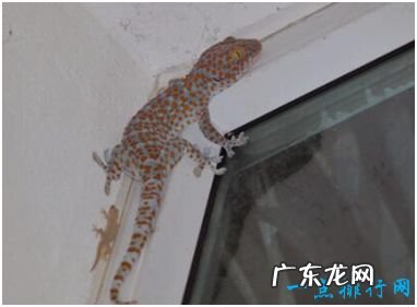 世界上最大的壁虎 大壁虎长达2.3米药用价值高