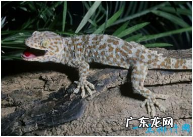 世界上最大的壁虎 大壁虎长达2.3米药用价值高