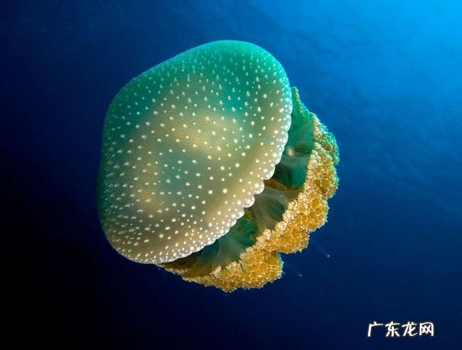 世界十大最美水母 看起来美丽而又危险