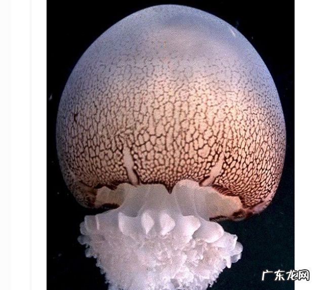 世界十大最美水母 看起来美丽而又危险